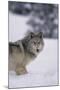 Gray Wolf Standing in Snow-DLILLC-Mounted Photographic Print