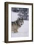 Gray Wolf Standing in Snow-DLILLC-Framed Photographic Print