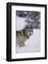 Gray Wolf Standing in Snow-DLILLC-Framed Photographic Print