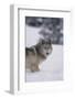 Gray Wolf Standing in Snow-DLILLC-Framed Photographic Print