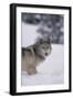 Gray Wolf Standing in Snow-DLILLC-Framed Photographic Print