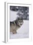 Gray Wolf Standing in Snow-DLILLC-Framed Photographic Print