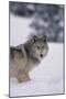 Gray Wolf Standing in Snow-DLILLC-Mounted Photographic Print