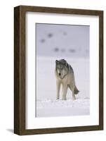 Gray Wolf Standing in Snow-DLILLC-Framed Photographic Print