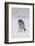 Gray Wolf Standing in Snow-DLILLC-Framed Photographic Print