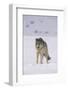 Gray Wolf Standing in Snow-DLILLC-Framed Photographic Print