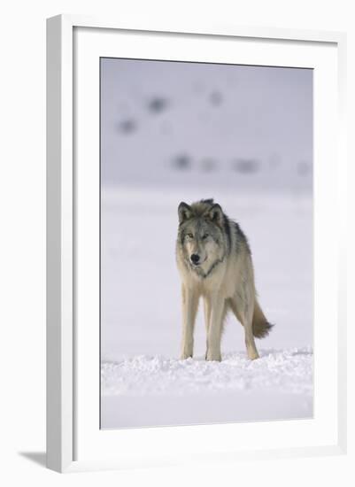 Gray Wolf Standing in Snow-DLILLC-Framed Photographic Print