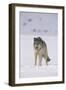 Gray Wolf Standing in Snow-DLILLC-Framed Photographic Print