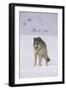 Gray Wolf Standing in Snow-DLILLC-Framed Photographic Print