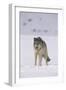 Gray Wolf Standing in Snow-DLILLC-Framed Photographic Print