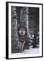 Gray Wolf Standing in Snow-DLILLC-Framed Photographic Print