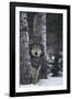 Gray Wolf Standing in Snow-DLILLC-Framed Photographic Print