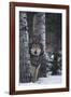 Gray Wolf Standing in Snow-DLILLC-Framed Photographic Print