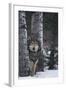 Gray Wolf Standing in Snow-DLILLC-Framed Photographic Print