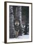 Gray Wolf Standing in Snow-DLILLC-Framed Photographic Print