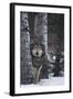 Gray Wolf Standing in Snow-DLILLC-Framed Photographic Print