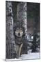 Gray Wolf Standing in Snow-DLILLC-Mounted Photographic Print