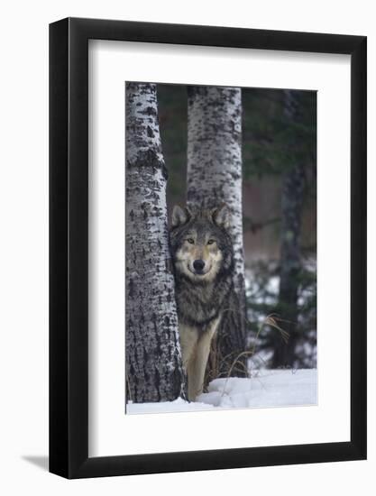 Gray Wolf Standing in Snow-DLILLC-Framed Photographic Print