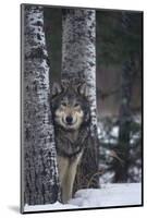 Gray Wolf Standing in Snow-DLILLC-Mounted Photographic Print