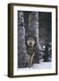 Gray Wolf Standing in Snow-DLILLC-Framed Photographic Print