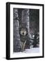 Gray Wolf Standing in Snow-DLILLC-Framed Photographic Print