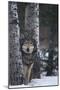 Gray Wolf Standing in Snow-DLILLC-Mounted Photographic Print