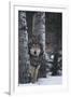 Gray Wolf Standing in Snow-DLILLC-Framed Photographic Print