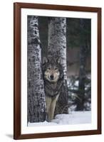 Gray Wolf Standing in Snow-DLILLC-Framed Photographic Print