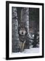 Gray Wolf Standing in Snow-DLILLC-Framed Photographic Print