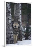 Gray Wolf Standing in Snow-DLILLC-Framed Photographic Print