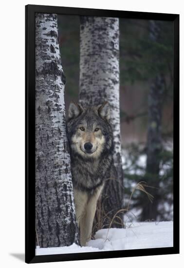 Gray Wolf Standing in Snow-DLILLC-Framed Photographic Print