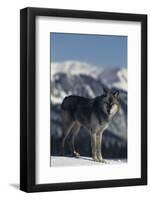 Gray Wolf Standing in Snow-DLILLC-Framed Photographic Print