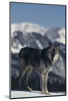 Gray Wolf Standing in Snow-DLILLC-Mounted Photographic Print