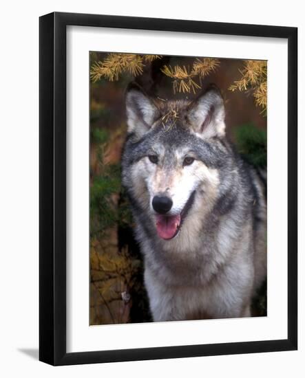 Gray Wolf under a Tree-John Alves-Framed Photographic Print