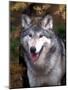 Gray Wolf under a Tree-John Alves-Mounted Photographic Print