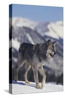 Gray Wolf Walking in Snow-DLILLC-Stretched Canvas