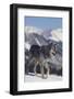 Gray Wolf Walking in Snow-DLILLC-Framed Photographic Print