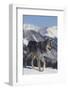 Gray Wolf Walking in Snow-DLILLC-Framed Photographic Print