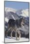 Gray Wolf Walking in Snow-DLILLC-Mounted Photographic Print