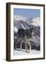 Gray Wolf Walking in Snow-DLILLC-Framed Photographic Print