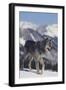 Gray Wolf Walking in Snow-DLILLC-Framed Photographic Print