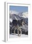 Gray Wolf Walking in Snow-DLILLC-Framed Photographic Print