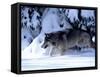 Gray Wolf Walking in the Snow-Lynn M^ Stone-Framed Stretched Canvas