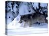 Gray Wolf Walking in the Snow-Lynn M^ Stone-Stretched Canvas