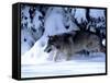 Gray Wolf Walking in the Snow-Lynn M^ Stone-Framed Stretched Canvas