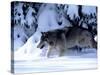 Gray Wolf Walking in the Snow-Lynn M^ Stone-Stretched Canvas