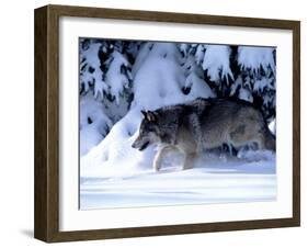 Gray Wolf Walking in the Snow-Lynn M^ Stone-Framed Premium Photographic Print