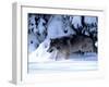 Gray Wolf Walking in the Snow-Lynn M^ Stone-Framed Premium Photographic Print