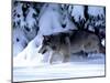 Gray Wolf Walking in the Snow-Lynn M^ Stone-Mounted Premium Photographic Print