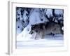 Gray Wolf Walking in the Snow-Lynn M^ Stone-Framed Photographic Print